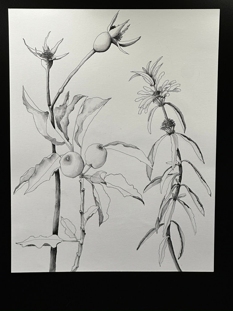 Botanical 3 Piece Pen and Ink Original