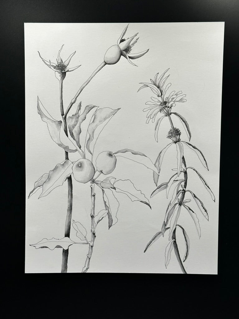 Botanical 3 Piece Pen and Ink Original