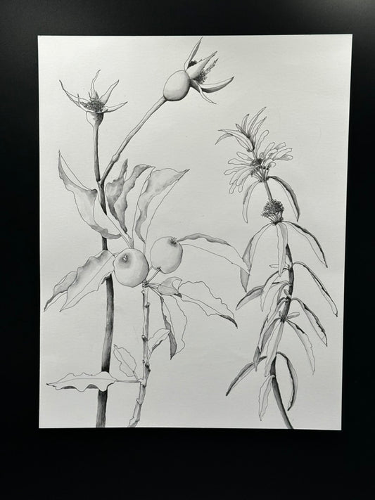 Botanical 3 Piece Pen and Ink Original