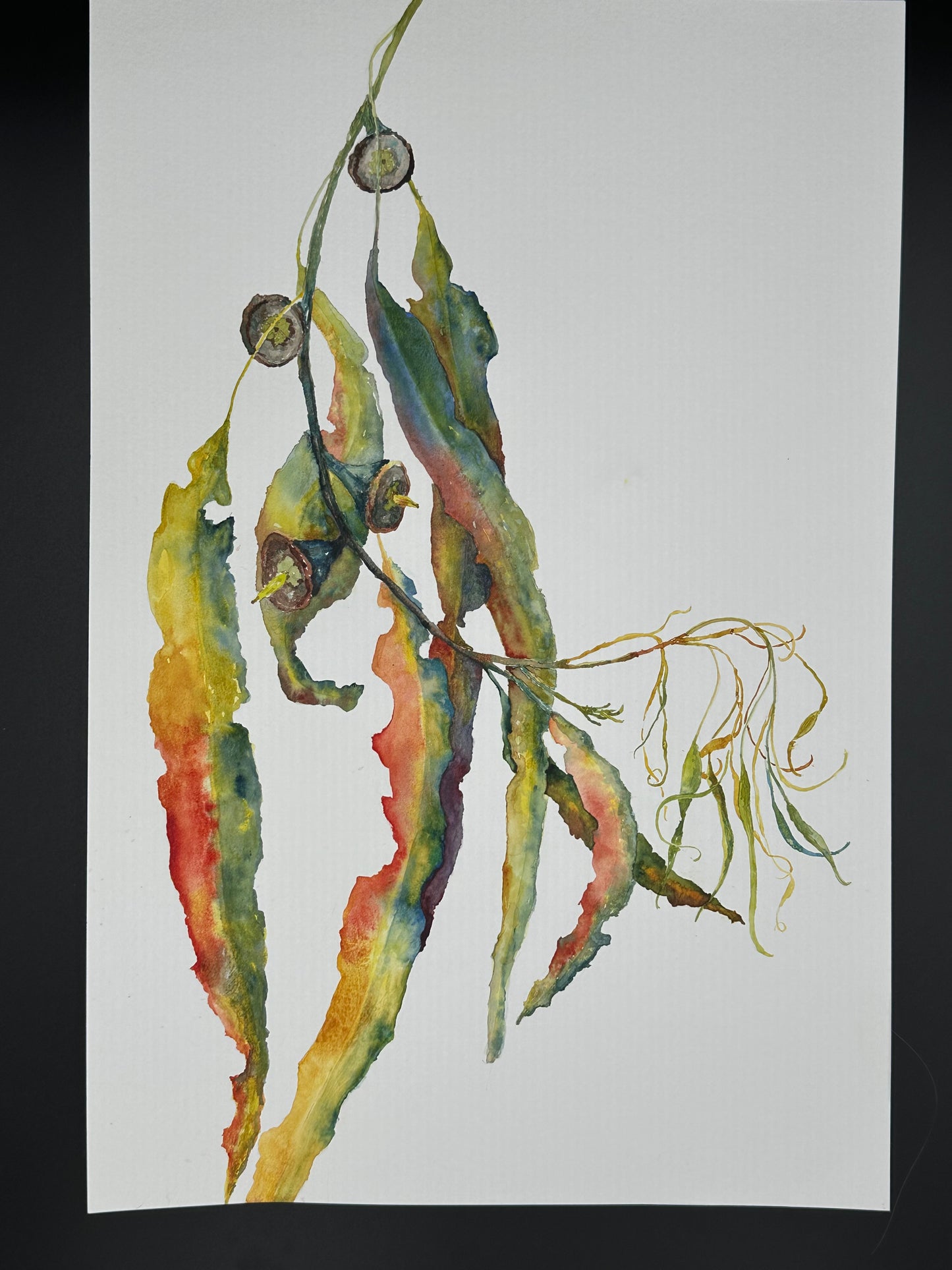 Wild Eucalyptus - original watercolor