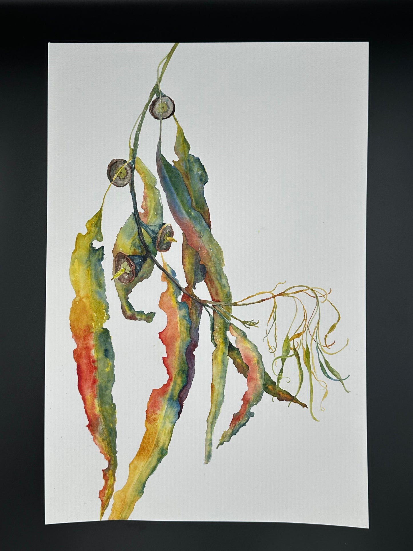 Wild Eucalyptus - original watercolor