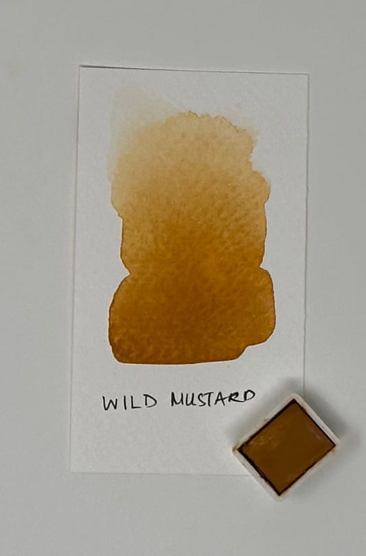 Wild Mustard